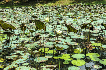 pond with nenuphars in a park in Kuala lumpur in Malaysia