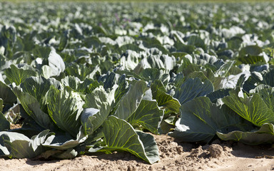 Field of cabbage, spring