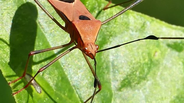 Red cotton bug, Cotton stainer (Dysdercus cingulatus Fabricius), on leaves in tropical rain forest.
