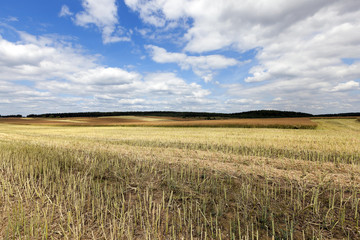 collection rapeseed crop