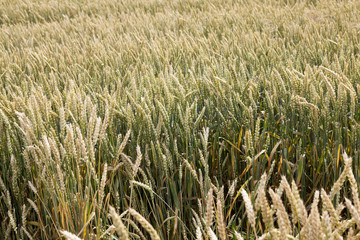 green cereals, close-up