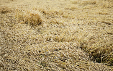 farm field cereals