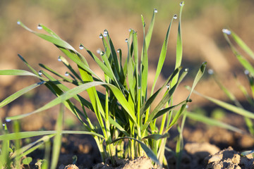 young grass plants, close-up