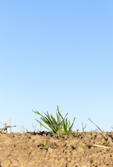 young grass plants, close-up
