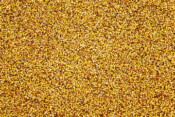 heap of corn