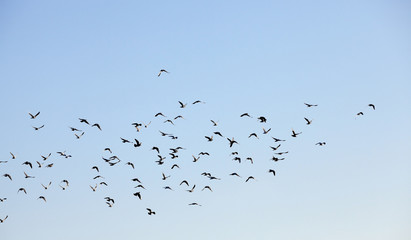 birds flying in the sky