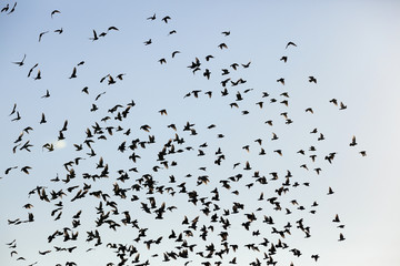birds flying in the sky