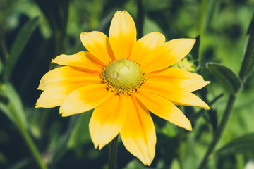 Rudbeckia hirta , yellow flower , coneflower