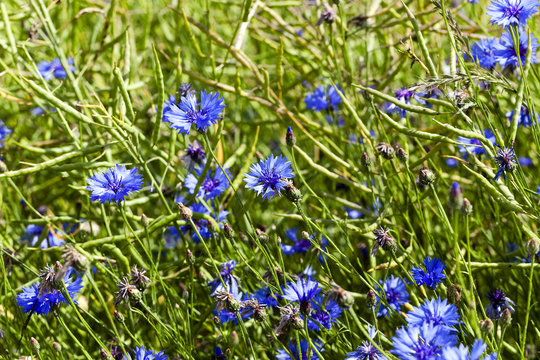 Fototapeta corn flower , summer