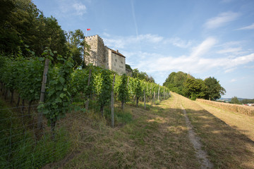 Fototapeta na wymiar Medieval castle of Habsburg, the original seat of the Habsburg family, Aargau, Switzerland