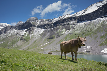 Cows grazing on a alpine pasture in high mountains by a lovely lake, ringing with their bells