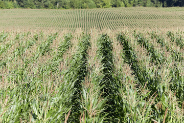 Corn field, summer