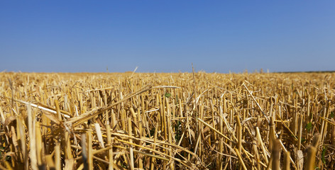 agricultural field with cereal