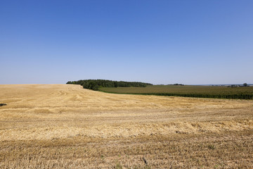 Fototapeta premium farm field cereals