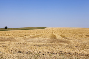 Fototapeta premium agricultural field with cereal