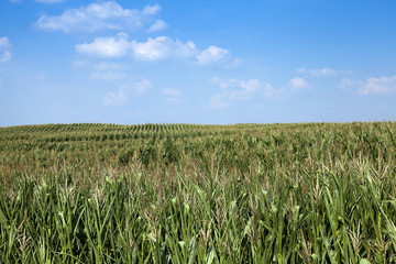 corn field, agriculture