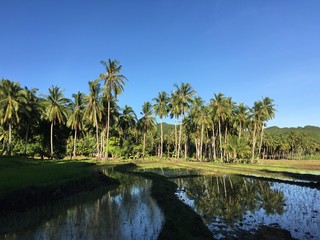 Fototapeta na wymiar Rice field with palmtrees reflection