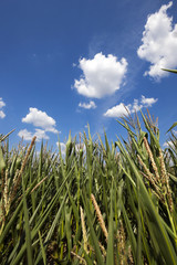 Corn field, summer
