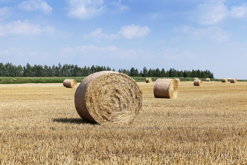 cereal harvest, summer