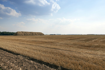 Plakat agricultural field with cereal