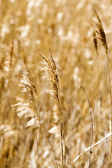 dry grass autumn