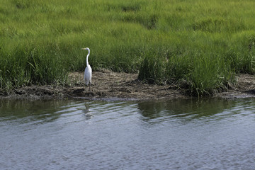 Egret along the Banks of the Salt Marshes