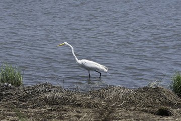 Lone Egret in the Water