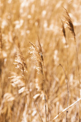 autumn grass , close-up