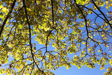 leaves on trees, autumn