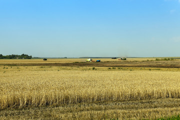 Fototapeta premium agricultural field with cereal
