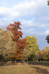 autumn in the park