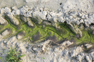 Obraz premium green mold on the ground