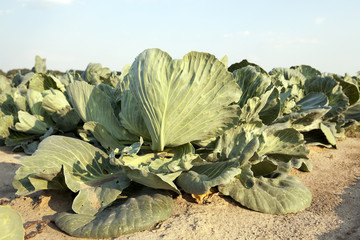 Green cabbage in a field etc.