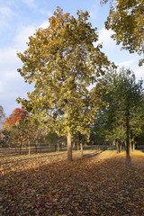 Naklejka premium autumn in the park