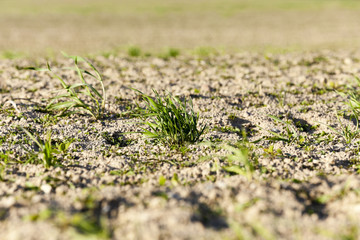 young grass plants, close-up