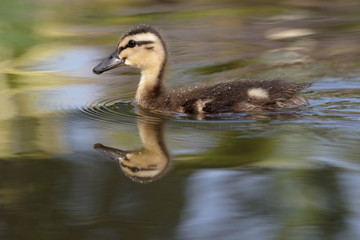 Mallard, Duck, Anas platyrhynchos - Nestling.
