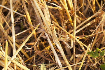 straw after harvest