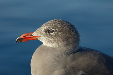 Portrait of a gull or seagull taken taken in Southern California