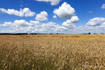 farm field cereals