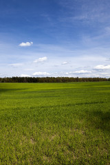sprouted cereal. Spring