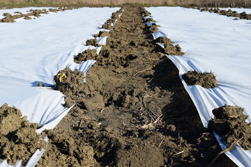 Obraz premium The greenhouse for growing vegetables in greenhouses