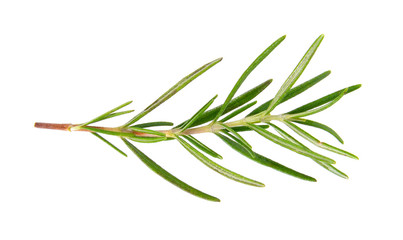 rosemary isolated on white background