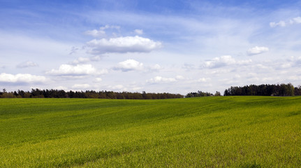 sprouted cereal. Spring