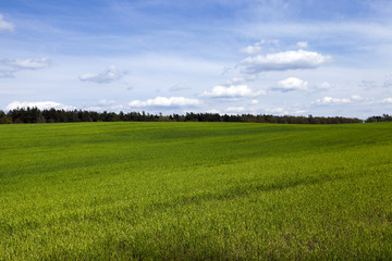 cultivation of cereals. Spring