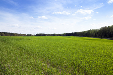 cereal field in spring