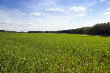 Fototapeta premium field with cereals