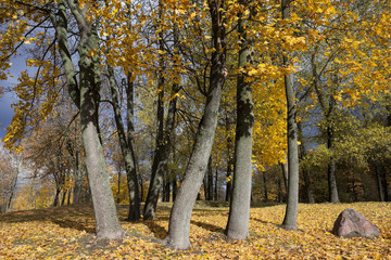 The fallen to the ground.