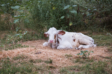cow lying down in the manger