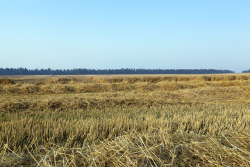 haystacks in a field of straw