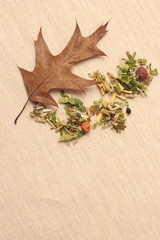 Dry herb leaves and autumn oak leaf